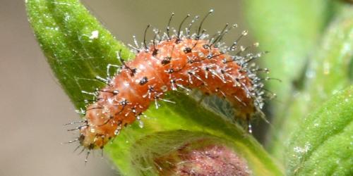 Stangeia siceliota